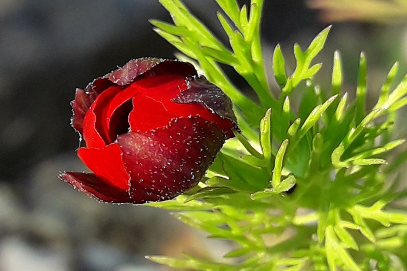 adonis_annua