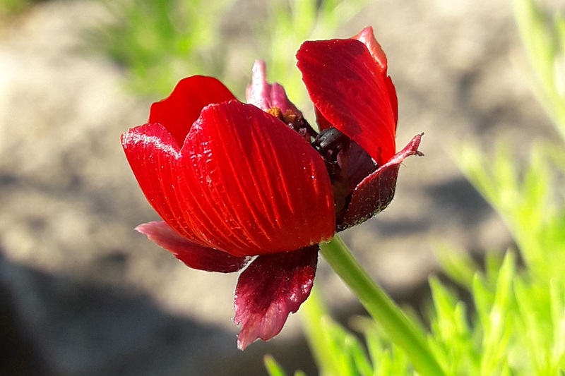 adonis_annua_1