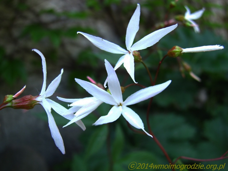 gillenia_trifoliata