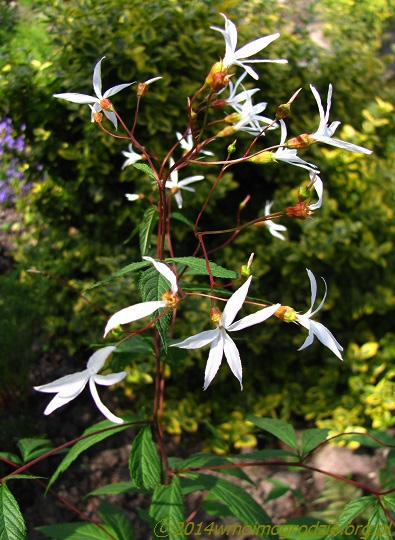 gillenia_trifoliata_1