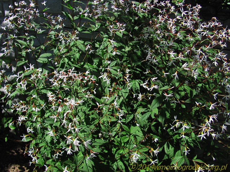 gillenia_trifoliata_3.