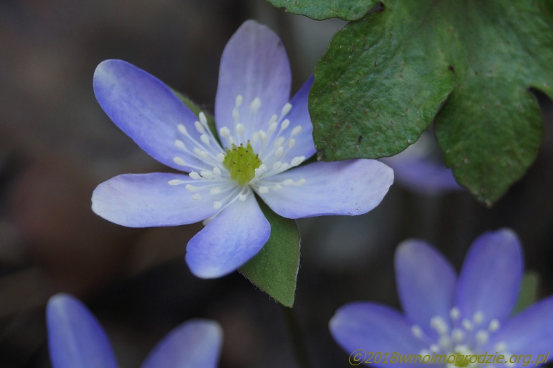 hepatica_acutiloba