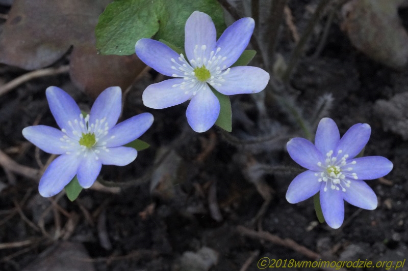 hepatica_acutiloba_1