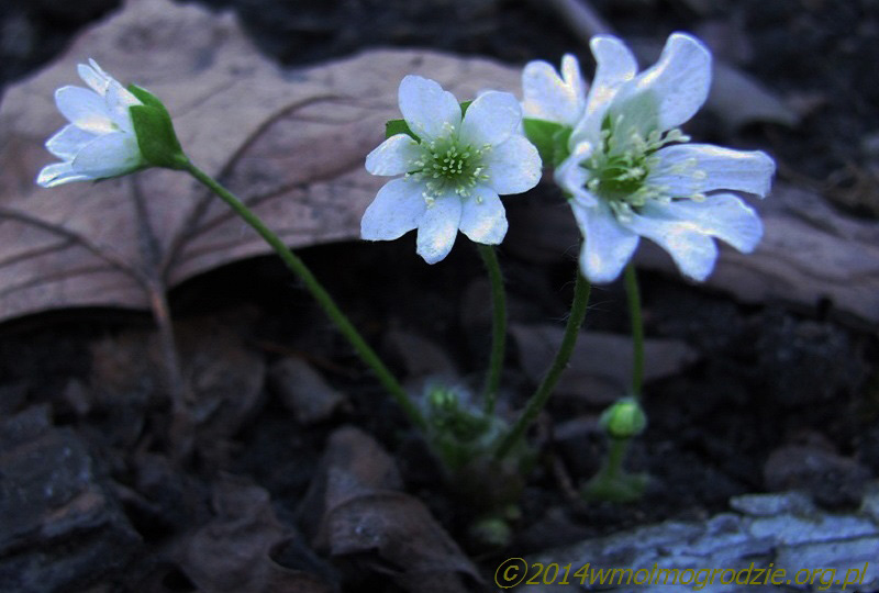hepatica_nobilis_alba
