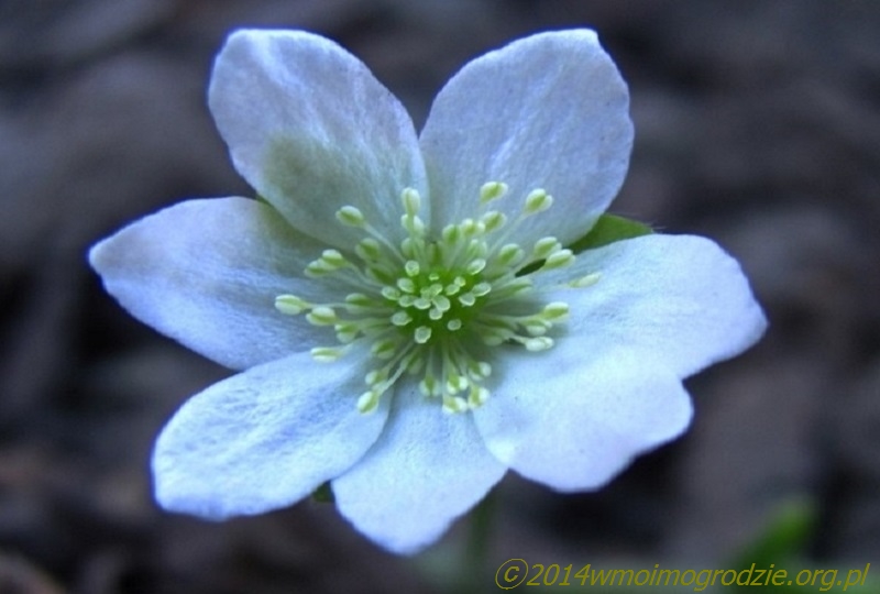 hepatica_nobilis_alba_1