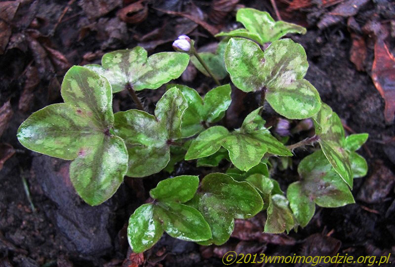 hepatica_nobilis_f_marmorata