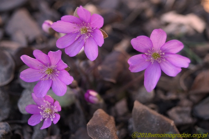 hepatica_nobilis_rosea