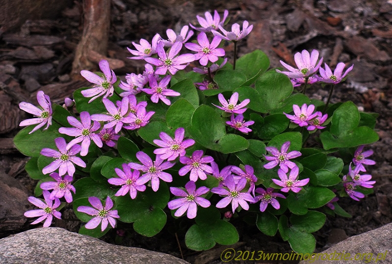 hepatica_nobilis_rosea_1