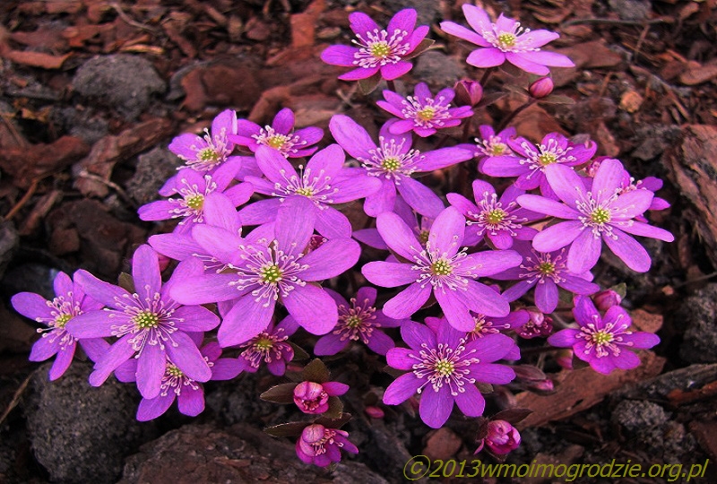 hepatica_nobilis_rosea_2