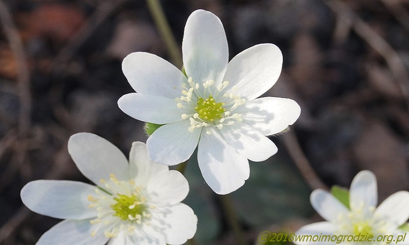 hepatica_nobilis_var_pyrenaica_alba