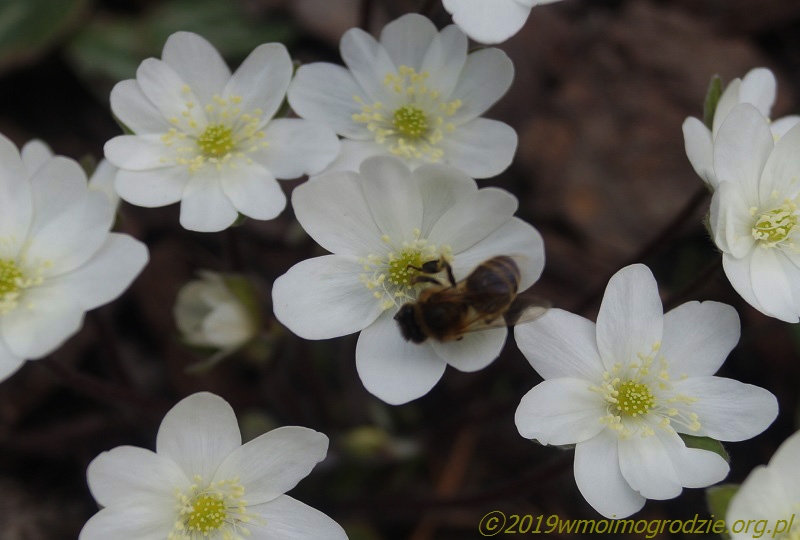 hepatica_nobilis_var_pyrenaica_alba_1