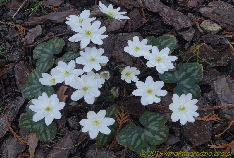 hepatica_nobilis_var_pyrenaica_alba_2