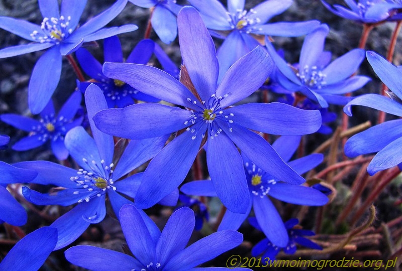 hepatica_transsilvanica