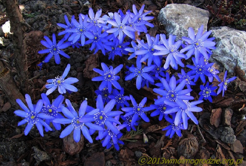 hepatica_transsilvanica_1