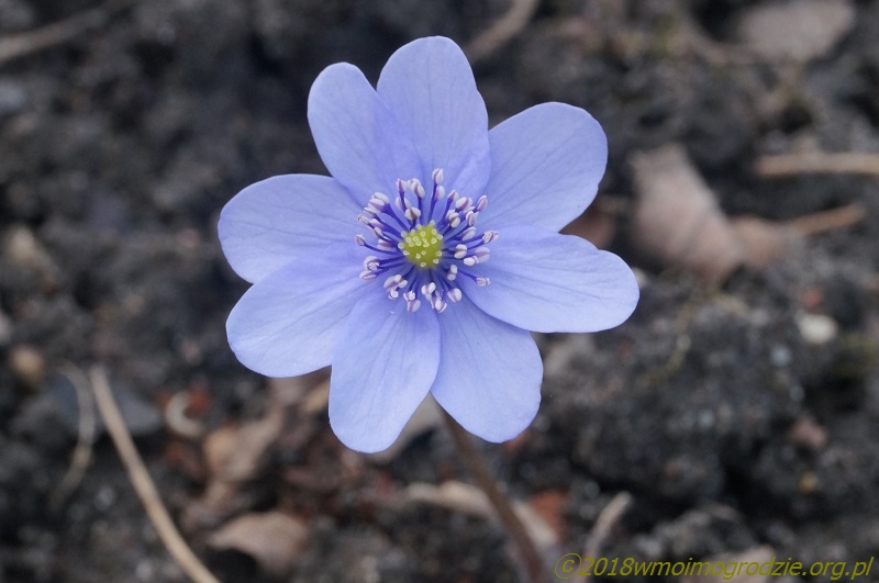 hepatica_x_media_blue _eyes