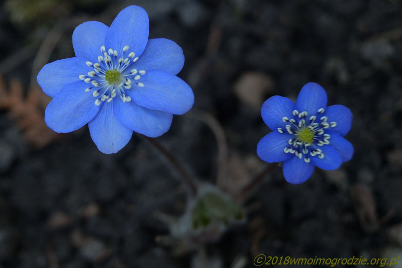 hepatica_x_media_blue_jewel