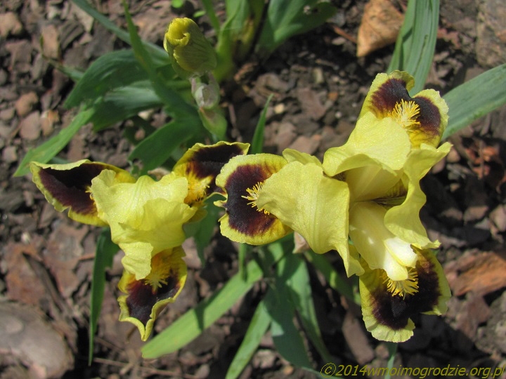 iris_bugsy_2