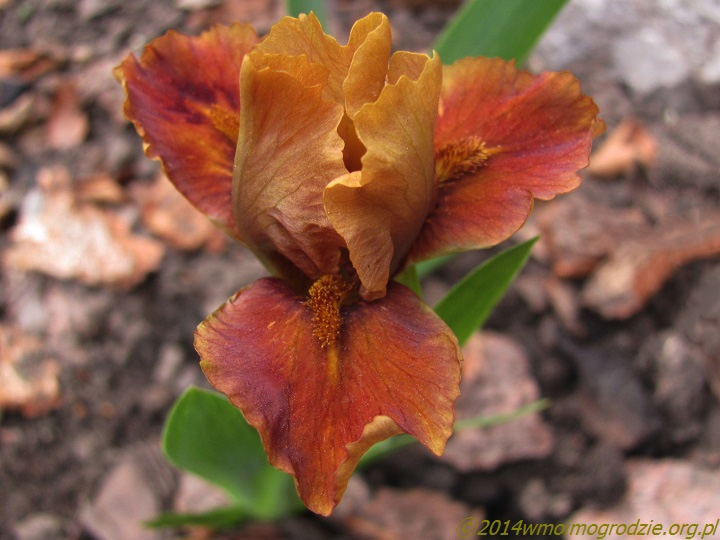 iris_cinammon_apple