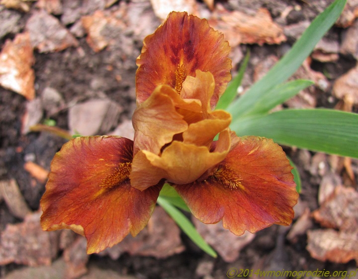 iris_cinammon_apple_1