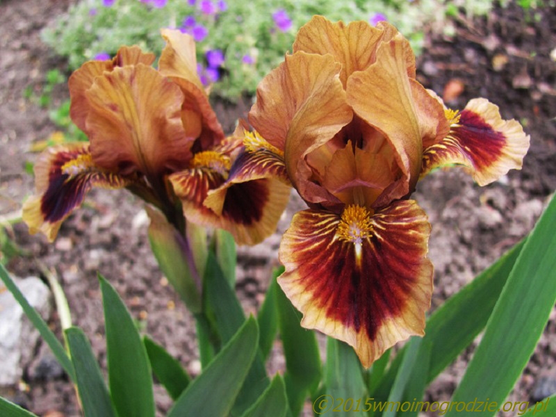 iris_spot_of_tea