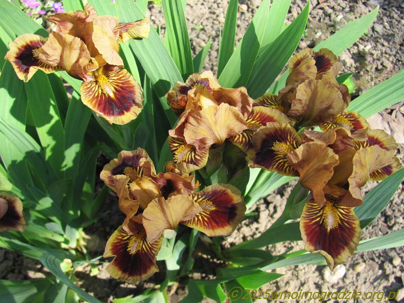iris_spot_of_tea_1