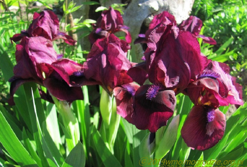 iris_cherry_garden_1
