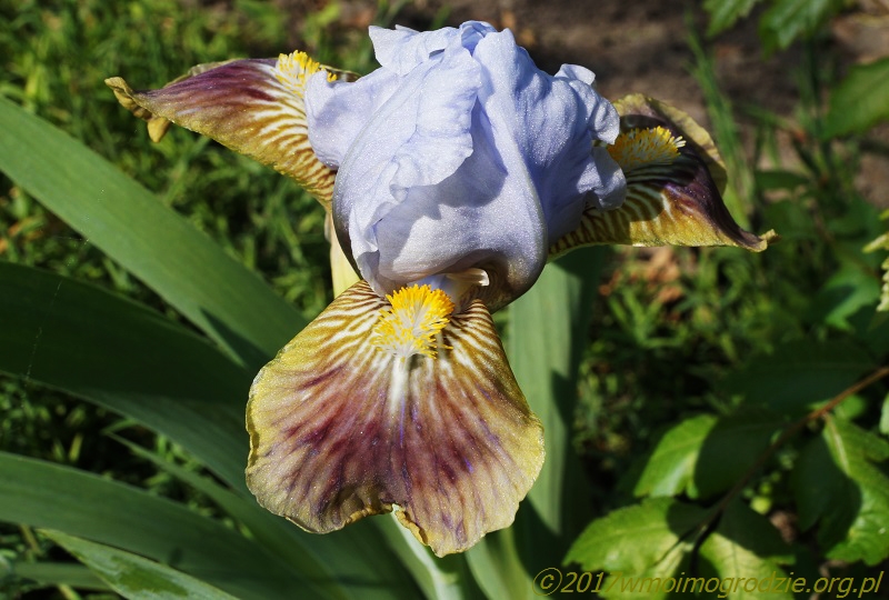 iris_cisza_przed_burz