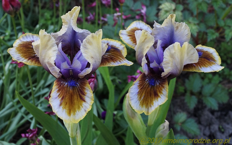 iris_derive