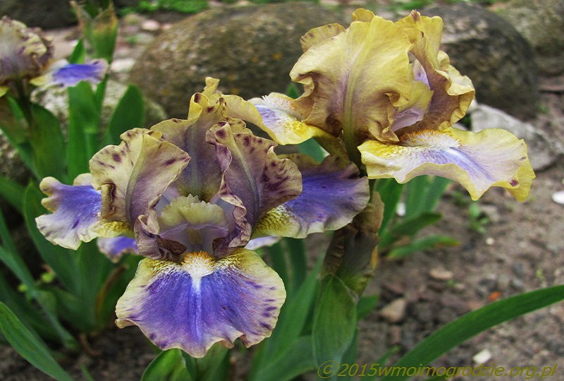 iris_leopard_print_3