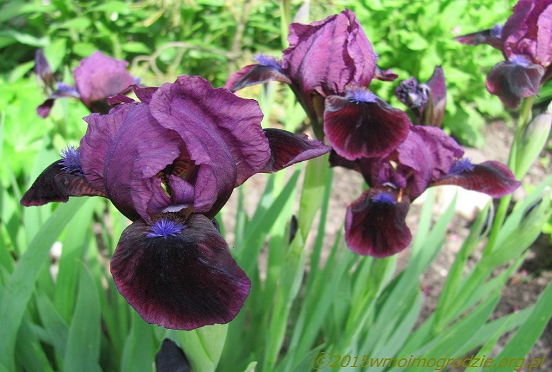 iris_nanny_1