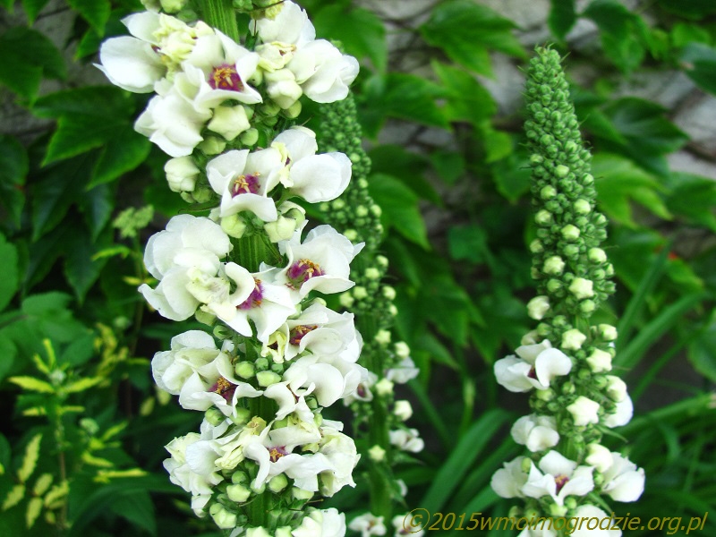 verbascum_chaixii_album