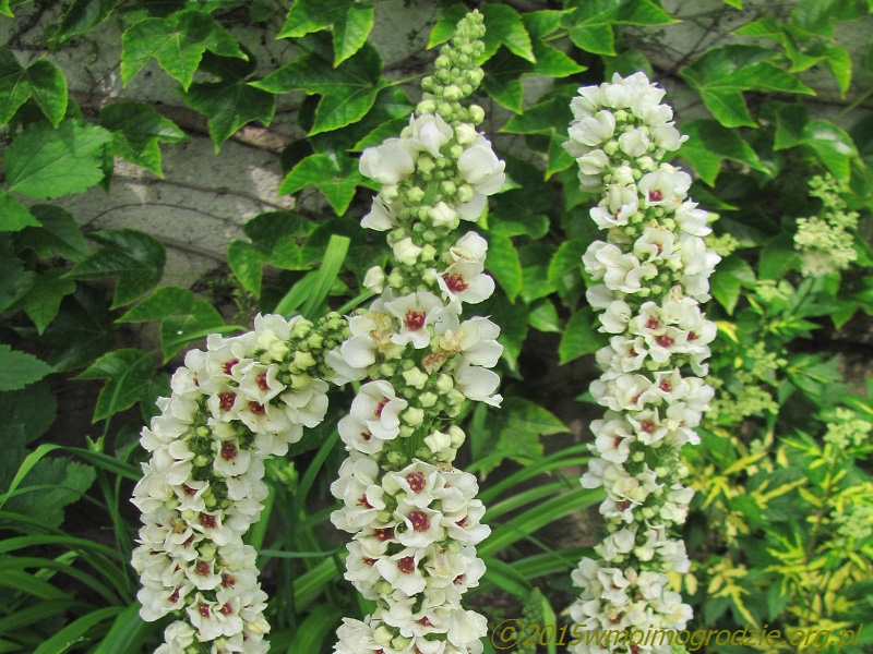 verbascum_chaixii_album_1