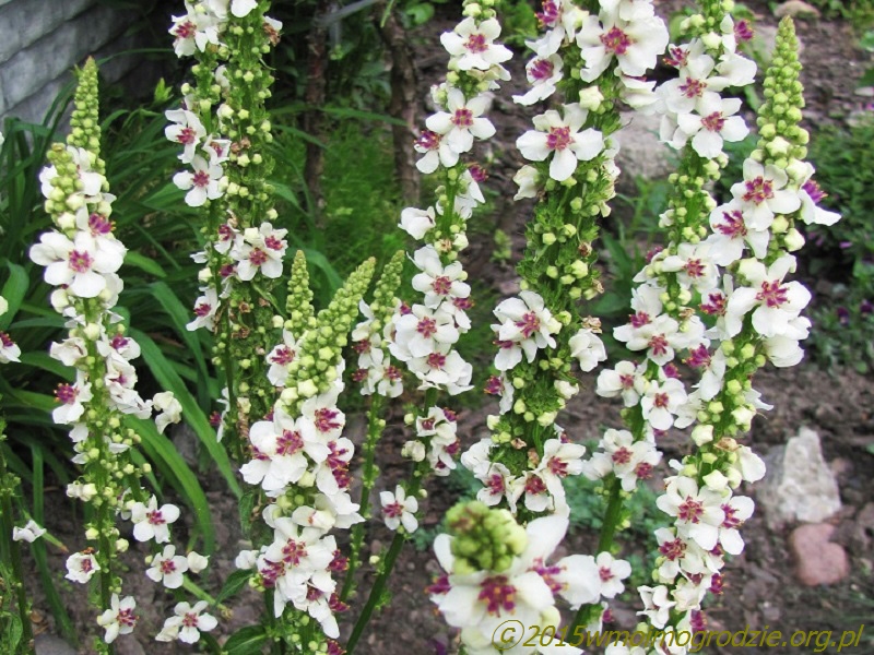 verbascum_chaixii_album_2