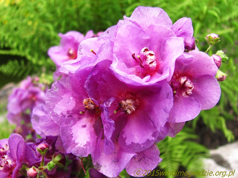 verbascum_phoeniceum_sugar_plum