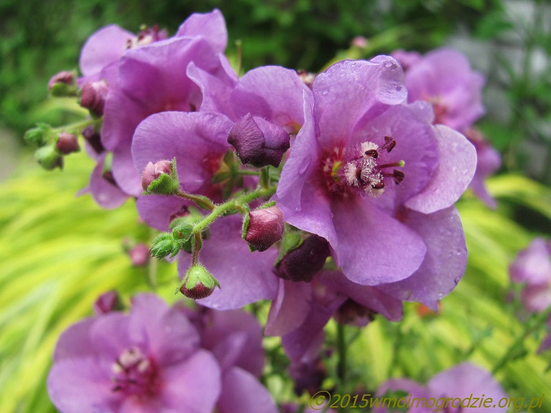 verbascum_phoeniceum_sugar_plum_1