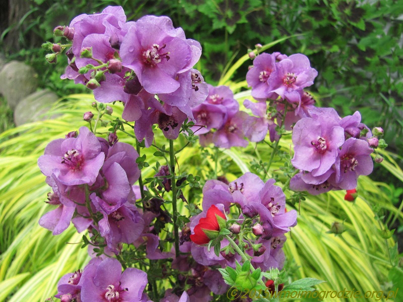 verbascum_phoeniceum_sugar_plum_2