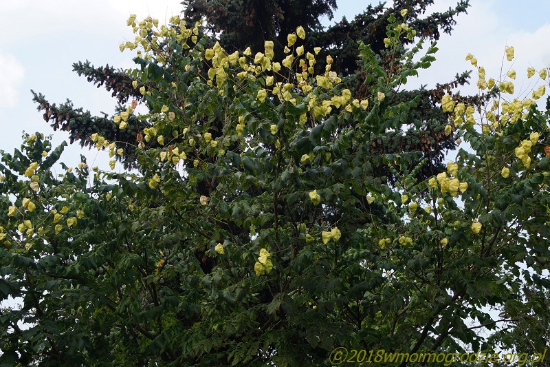 koelreuteria_paniculata_september_3