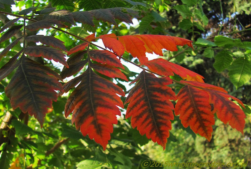 koelreuteria_paniculata_september_4