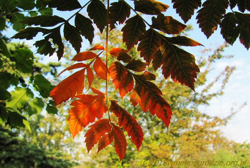 koelreuteria_paniculata_september_5
