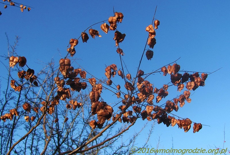 koelreuteria_paniculata_september_6
