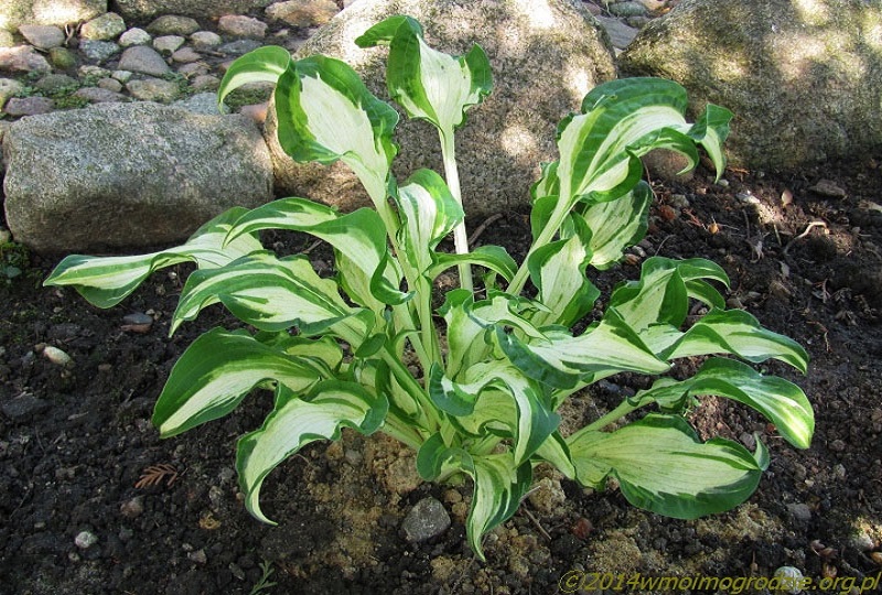 hosta_allegan_fog