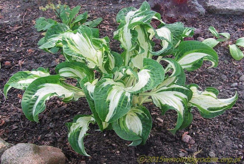 hosta_allegan_fog_1