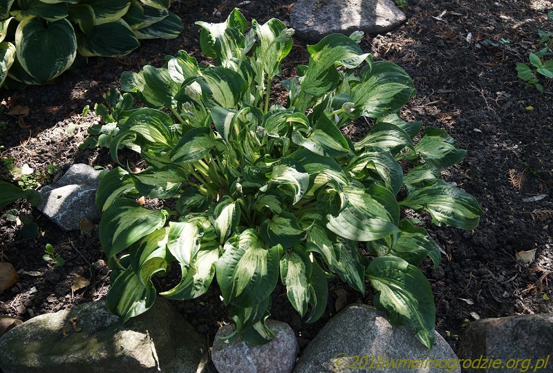 hosta_allegan_fog_2