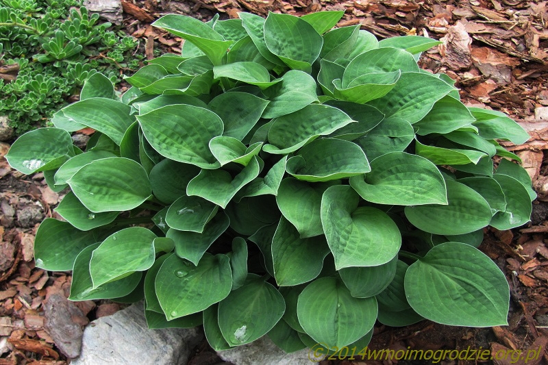 hosta_baby_bunting