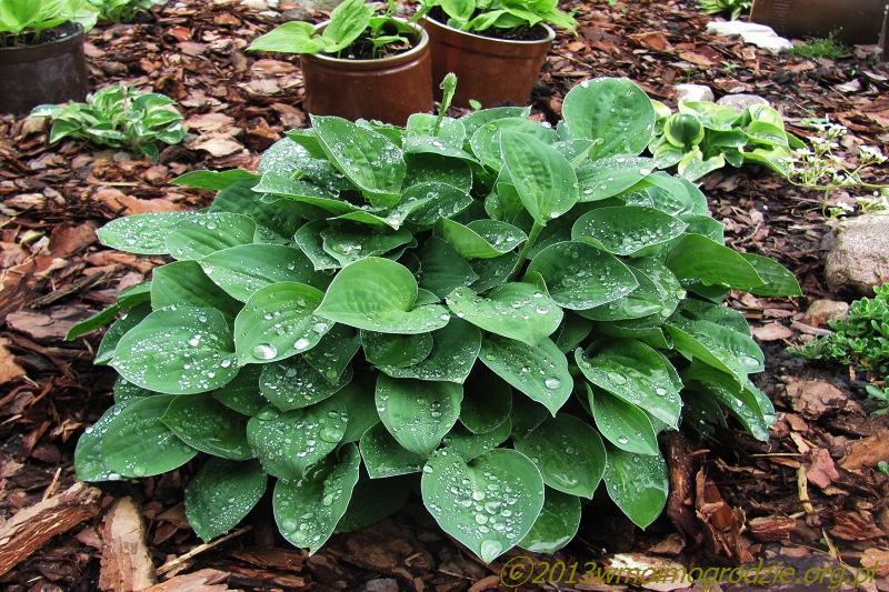 hosta_baby_bunting_1