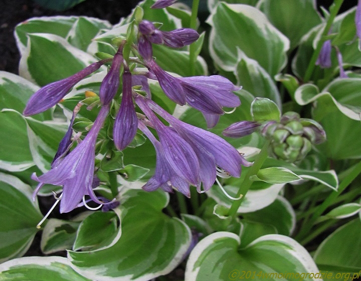 hosta_diamond_tiara_1