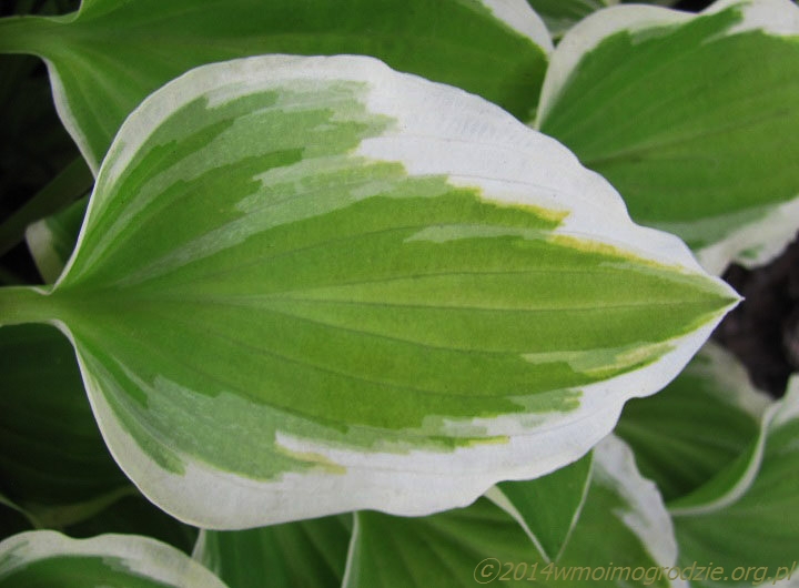 hosta_diamond_tiara_2