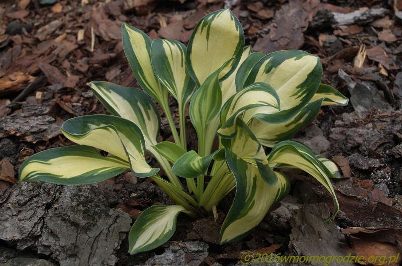 hosta_funny_frolic