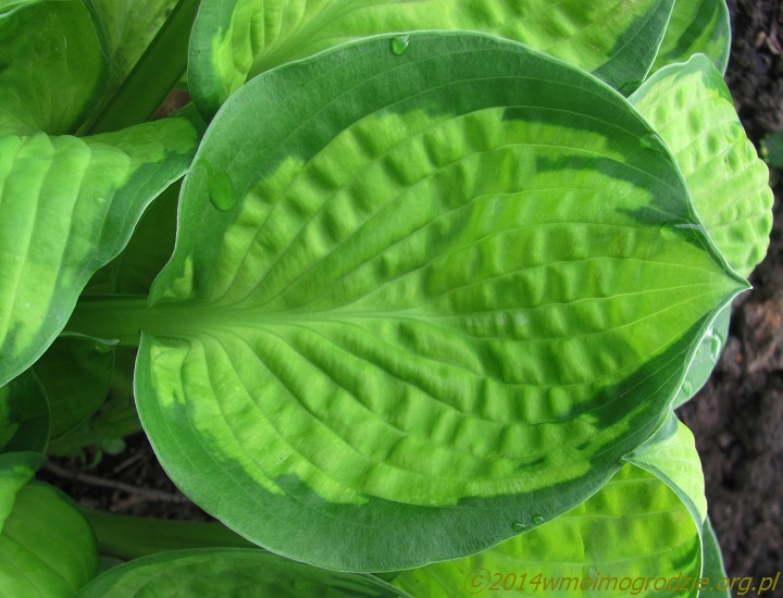hosta_rainforest_sunrise_1