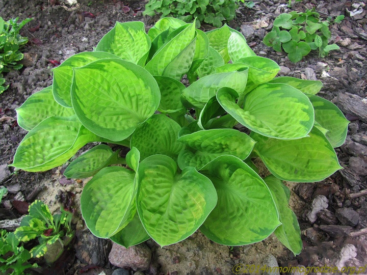 hosta_rainforest_sunrise_1